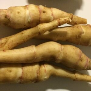 Asparges jordskok (HELIANTHUS TUBEROSUS)