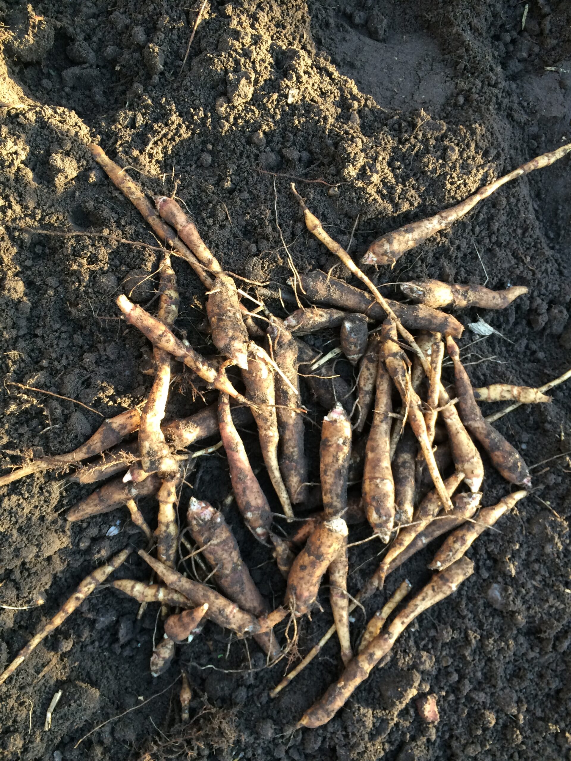 Asparges jordskok (HELIANTHUS TUBEROSUS) - Billede 7