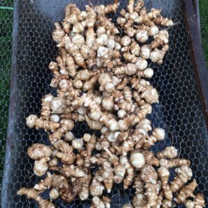 Hvid jordskok (HELIANTHUS TUBEROSUS)