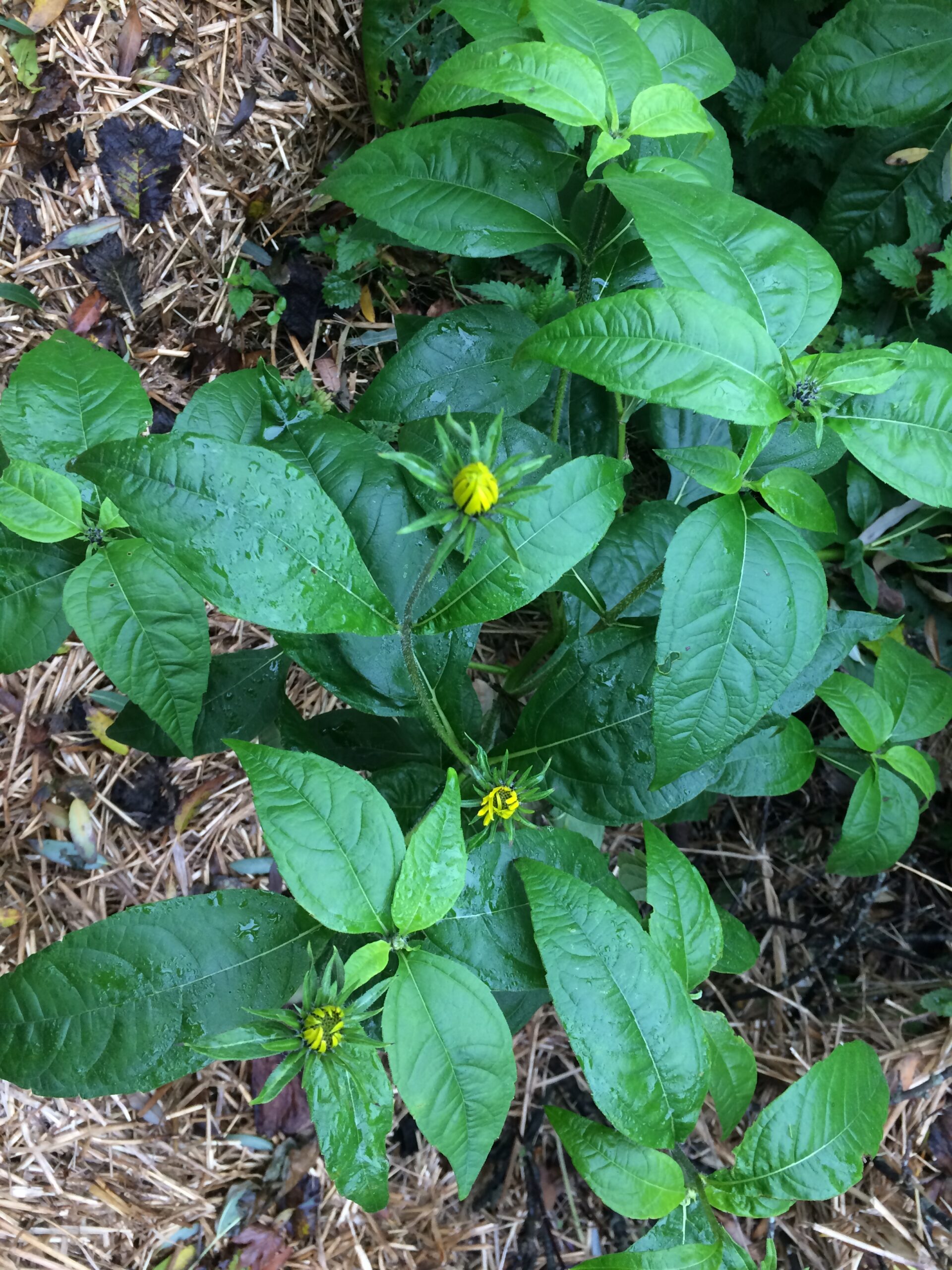 Asparges jordskok (HELIANTHUS TUBEROSUS) - Billede 6