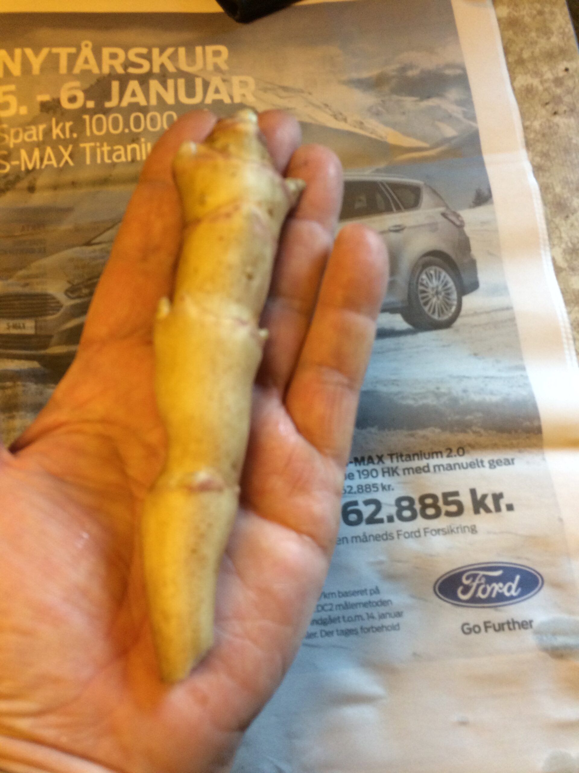 Asparges jordskok (HELIANTHUS TUBEROSUS) - Billede 8