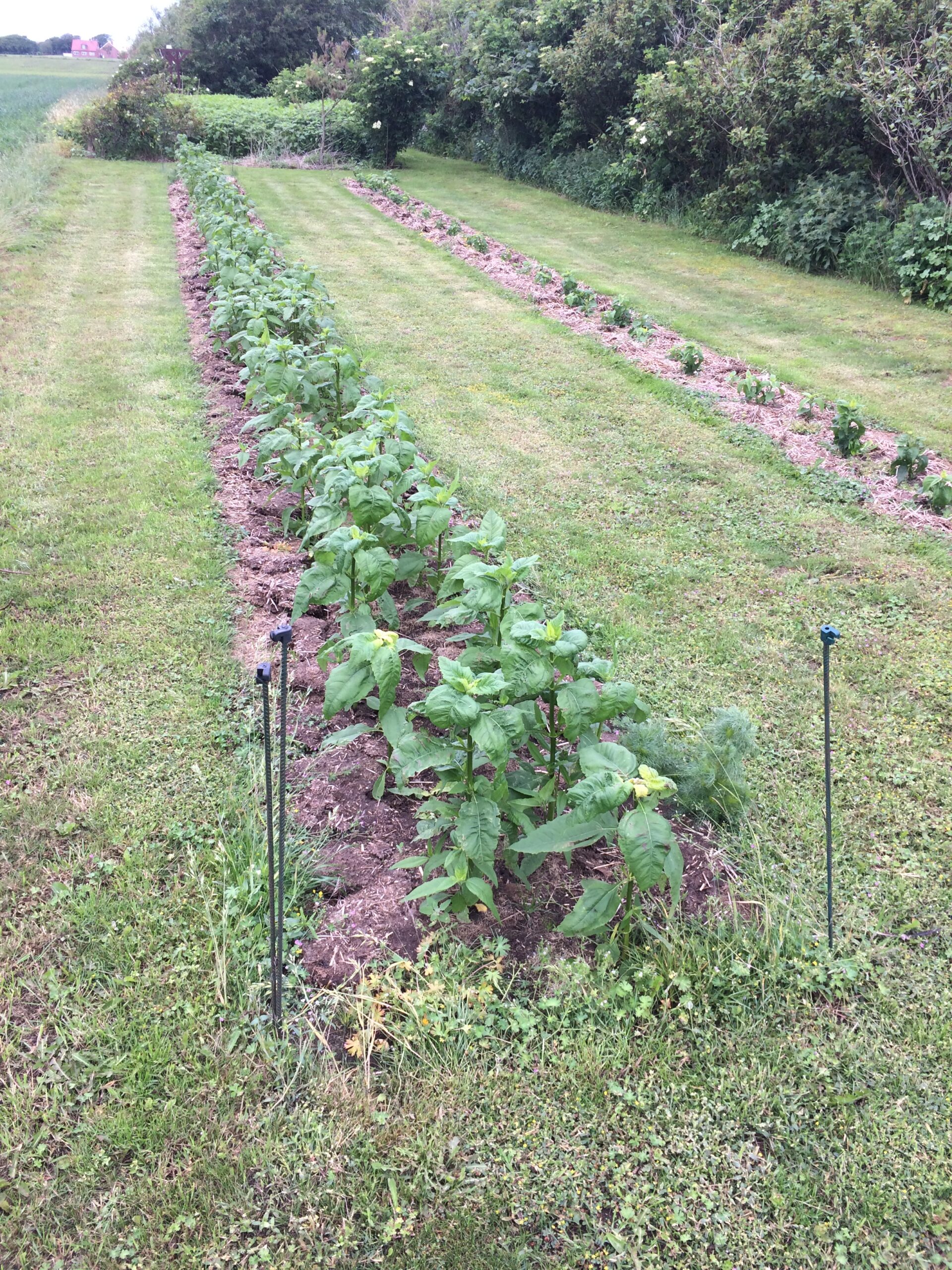 Asparges jordskok (HELIANTHUS TUBEROSUS) - Billede 3