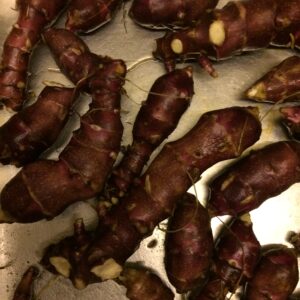 Rød jordskok (`Dwarf’)