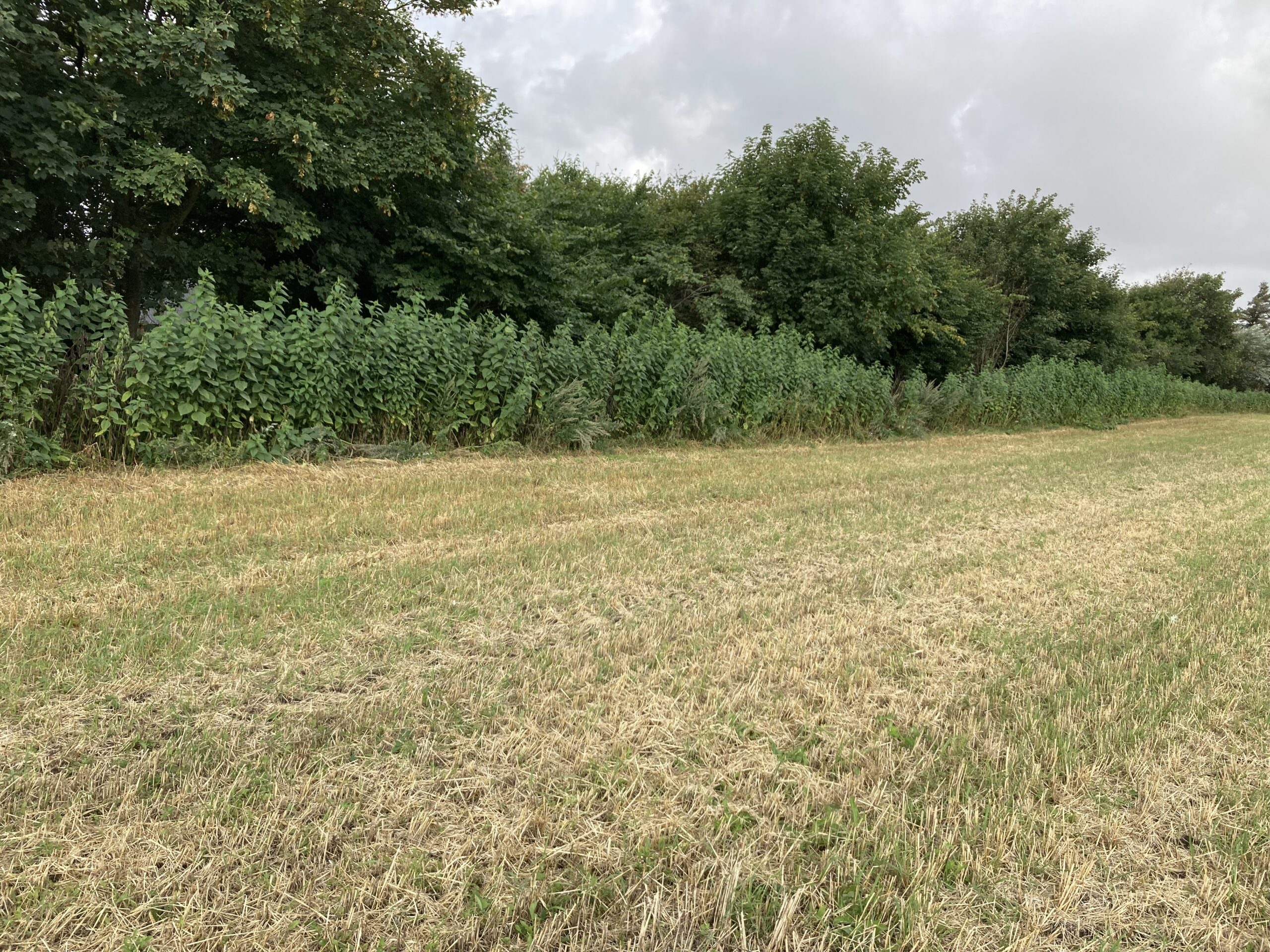 Asparges jordskok (HELIANTHUS TUBEROSUS) - Billede 9