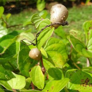 Yngelknolde af Japansk Bjerg yam